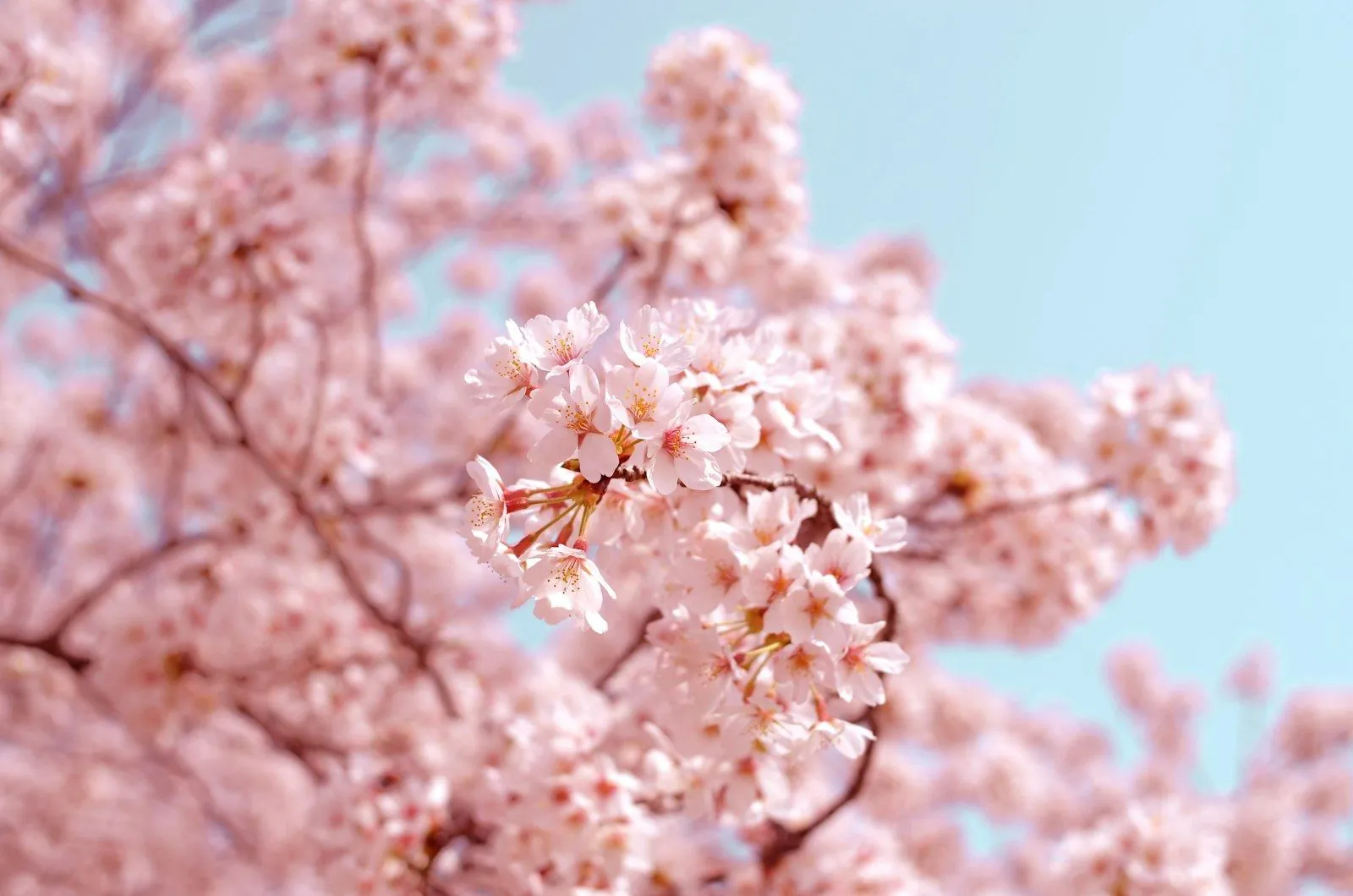 満開の桜